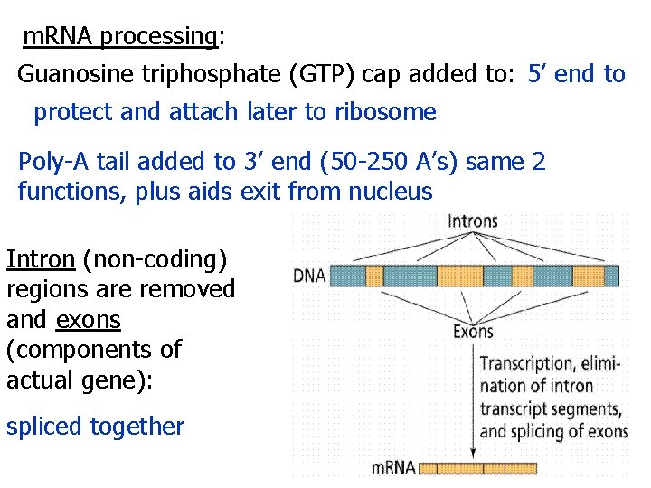 m. RNA processing: Guanosine triphosphate (GTP) cap added to: 5’ end to protect and