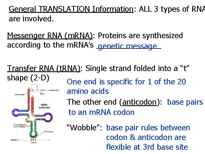 General TRANSLATION Information: ALL 3 types of RNA are involved. Messenger RNA (m. RNA):