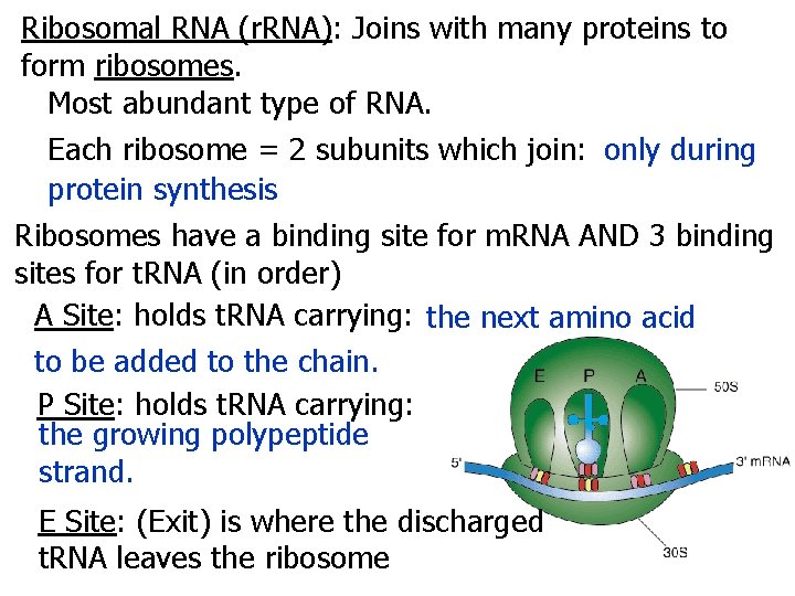 Ribosomal RNA (r. RNA): Joins with many proteins to form ribosomes. Most abundant type
