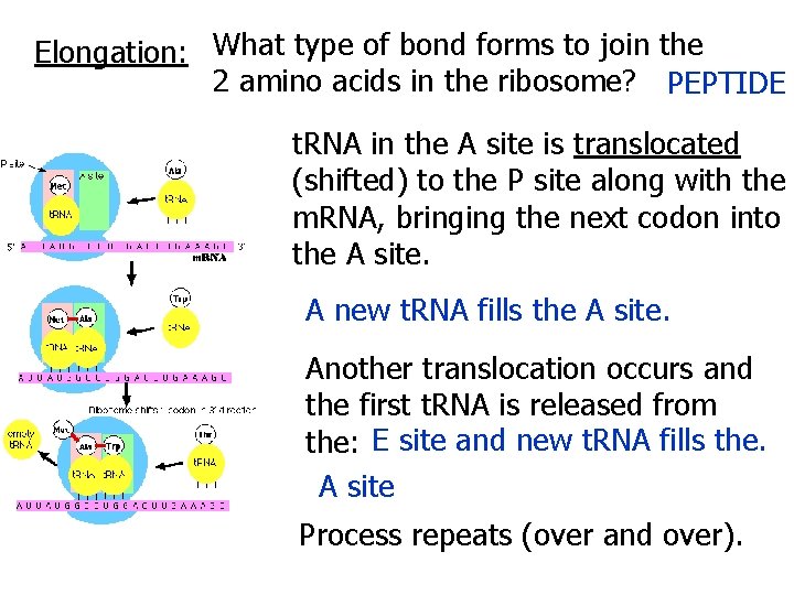 Elongation: What type of bond forms to join the 2 amino acids in the