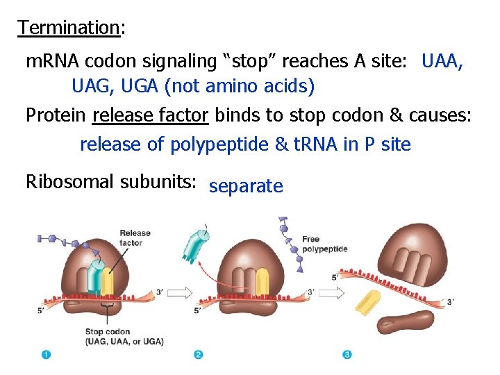 Termination: m. RNA codon signaling “stop” reaches A site: UAA, UAG, UGA (not amino