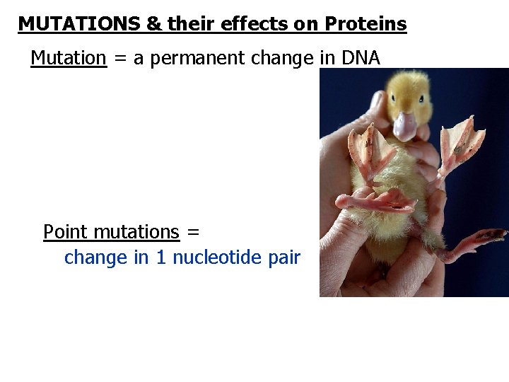 MUTATIONS & their effects on Proteins Mutation = a permanent change in DNA Point