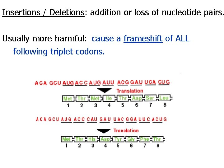 Insertions / Deletions: addition or loss of nucleotide pairs. Usually more harmful: cause a