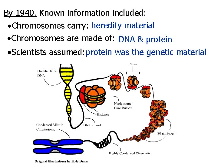 By 1940, Known information included: Chromosomes carry: heredity material Chromosomes are made of: DNA