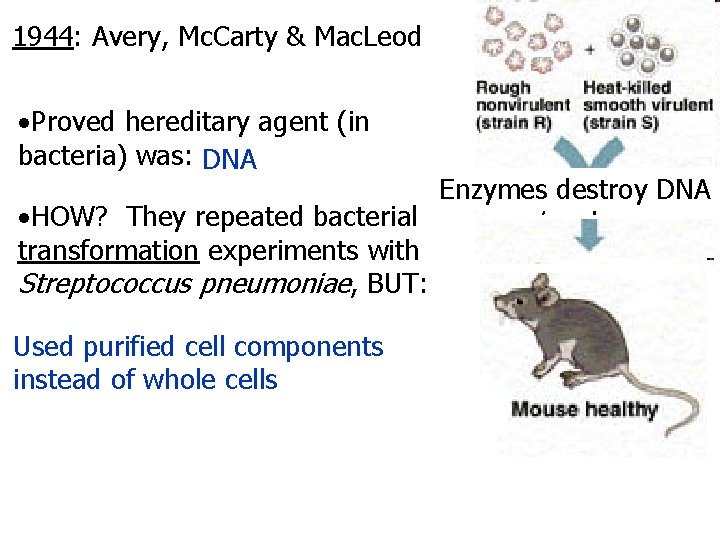 1944: Avery, Mc. Carty & Mac. Leod Proved hereditary agent (in bacteria) was: DNA