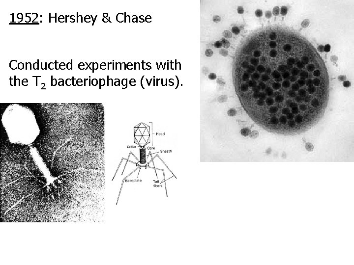1952: Hershey & Chase Conducted experiments with the T 2 bacteriophage (virus). 