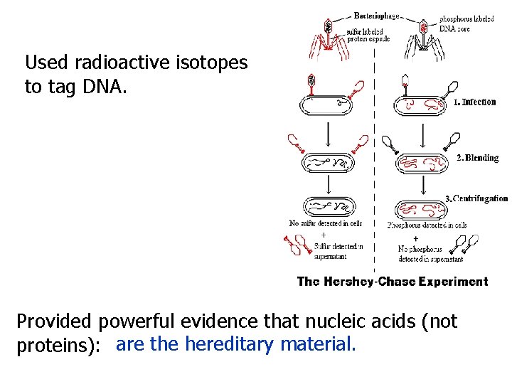 Used radioactive isotopes to tag DNA. Provided powerful evidence that nucleic acids (not proteins):