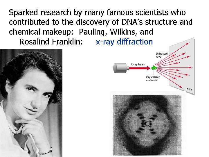 Sparked research by many famous scientists who contributed to the discovery of DNA’s structure