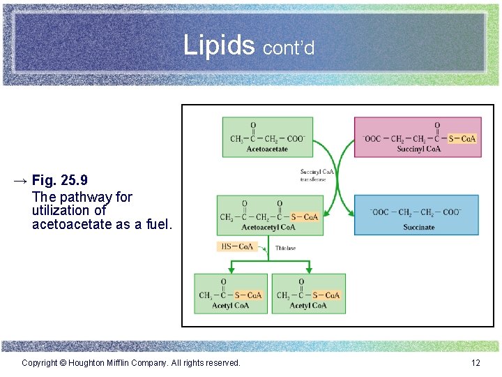 Lipids cont’d → Fig. 25. 9 The pathway for utilization of acetoacetate as a