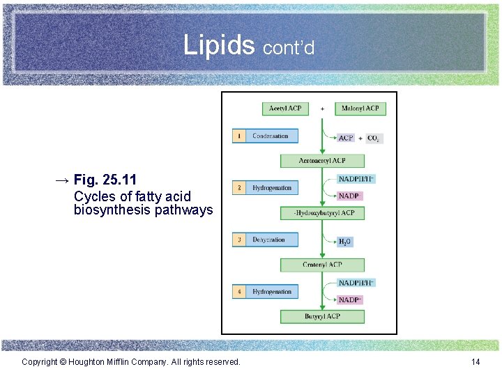 Lipids cont’d → Fig. 25. 11 Cycles of fatty acid biosynthesis pathways Copyright ©