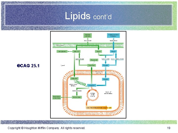 Lipids cont’d CAG 25. 1 Copyright © Houghton Mifflin Company. All rights reserved. 19