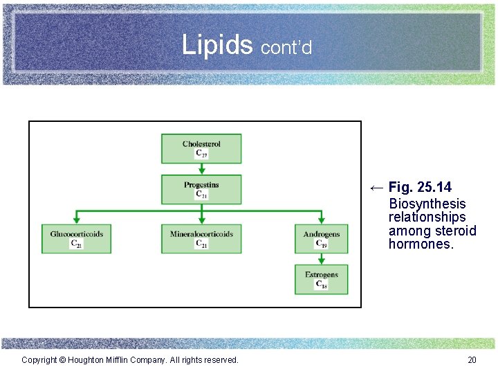 Lipids cont’d ← Fig. 25. 14 Biosynthesis relationships among steroid hormones. Copyright © Houghton