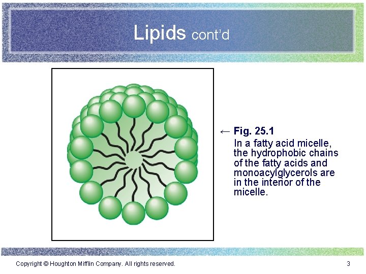 Lipids cont’d ← Fig. 25. 1 In a fatty acid micelle, the hydrophobic chains