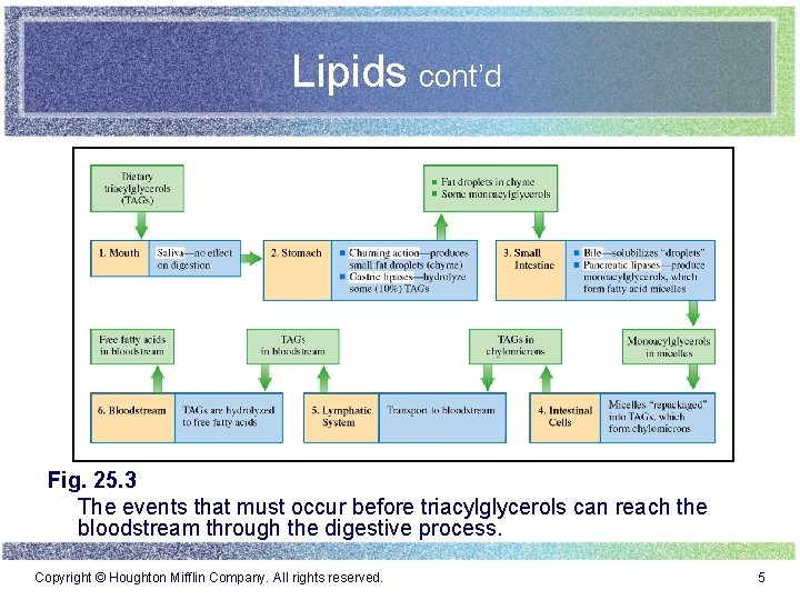 Lipids cont’d Fig. 25. 3 The events that must occur before triacylglycerols can reach