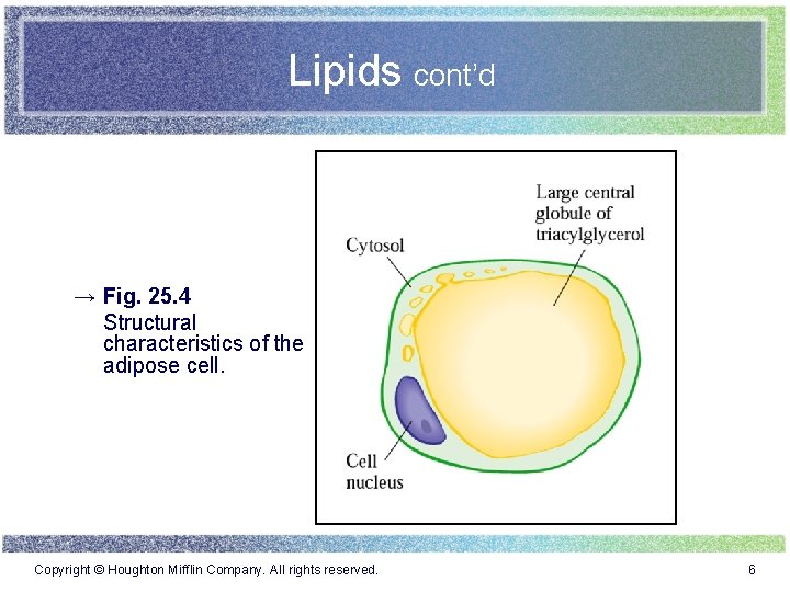 Lipids cont’d → Fig. 25. 4 Structural characteristics of the adipose cell. Copyright ©