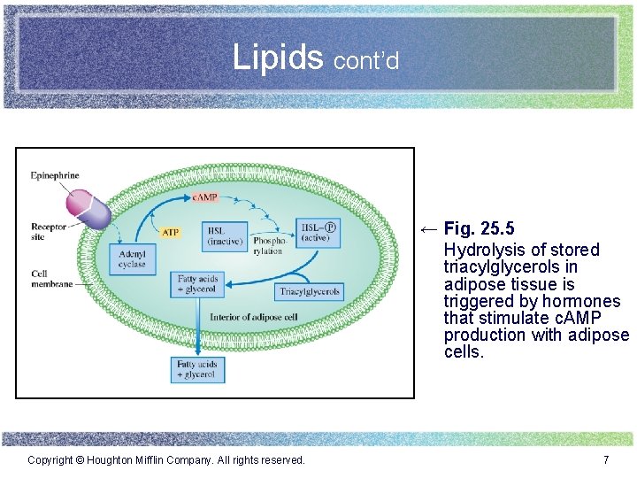 Lipids cont’d ← Fig. 25. 5 Hydrolysis of stored triacylglycerols in adipose tissue is