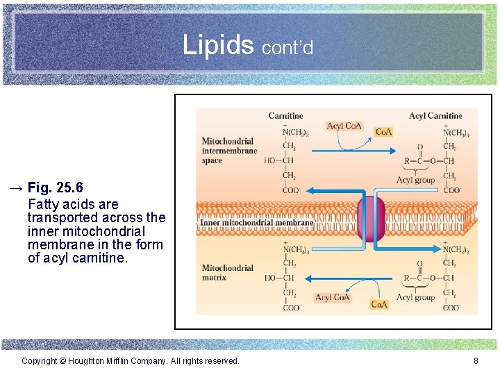 Lipids cont’d → Fig. 25. 6 Fatty acids are transported across the inner mitochondrial