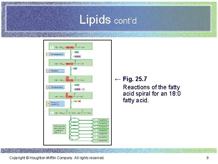 Lipids cont’d ← Fig. 25. 7 Reactions of the fatty acid spiral for an