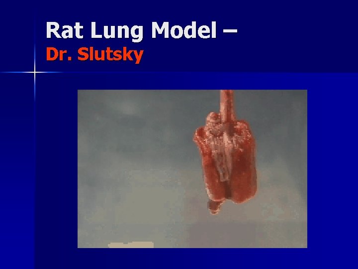 Rat Lung Model – Dr. Slutsky 