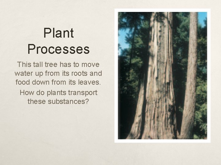 Plant Processes This tall tree has to move water up from its roots and