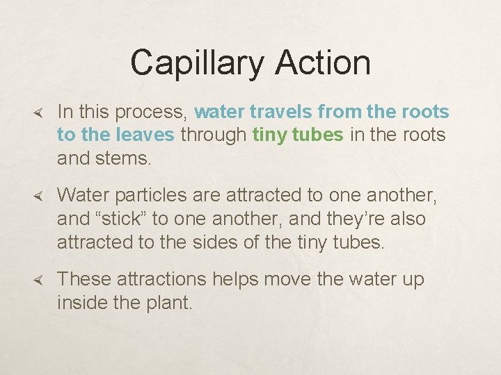 Capillary Action In this process, water travels from the roots to the leaves through