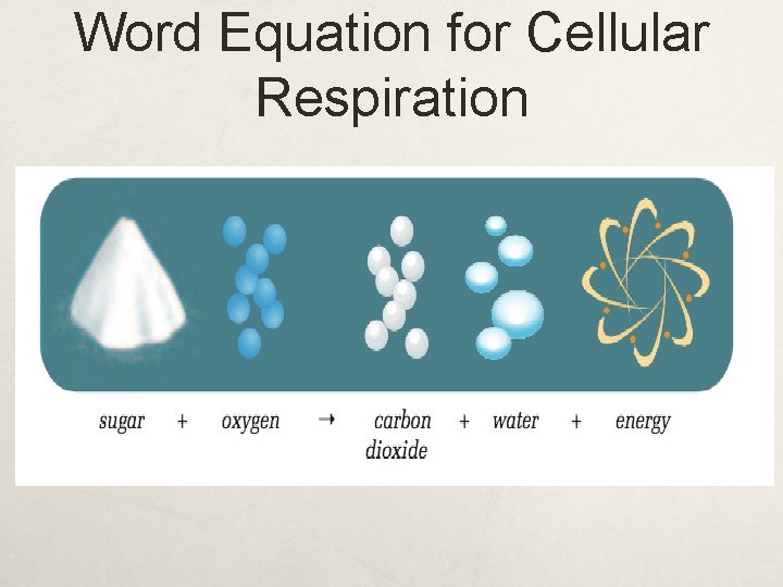 Word Equation for Cellular Respiration 