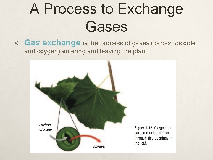 A Process to Exchange Gases Gas exchange is the process of gases (carbon dioxide