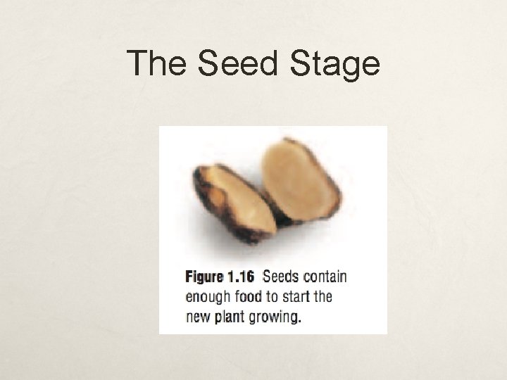The Seed Stage 