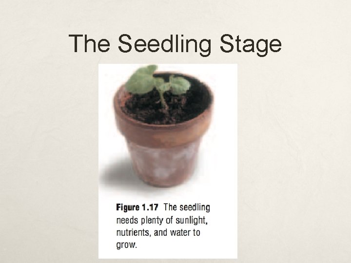 The Seedling Stage 
