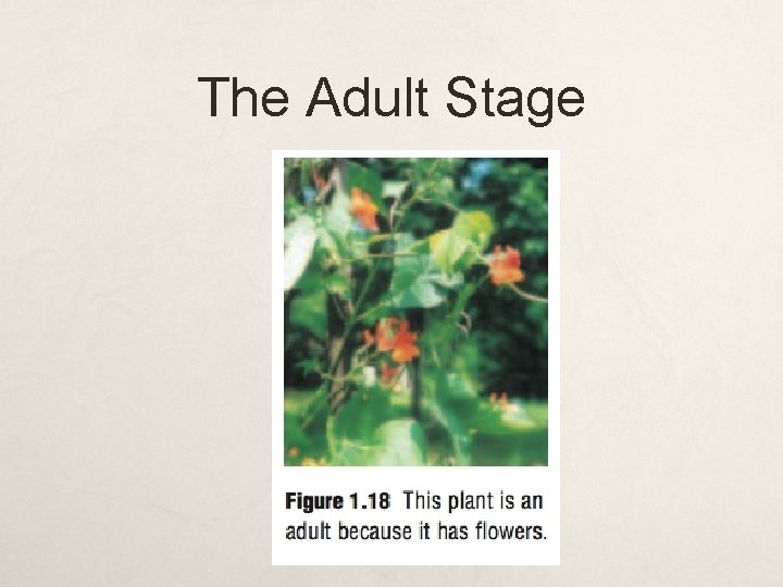 The Adult Stage 
