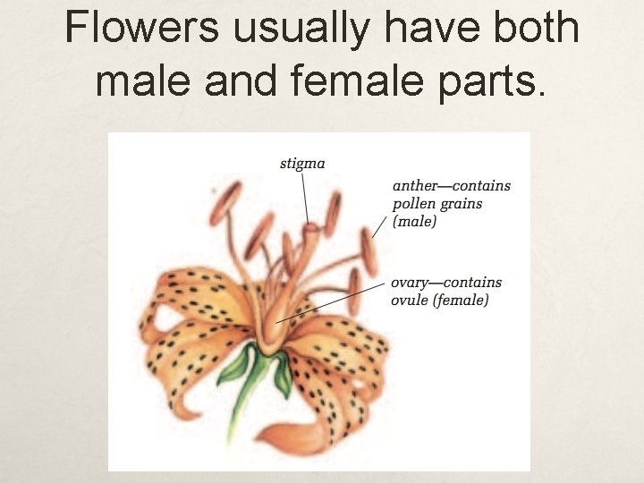 Flowers usually have both male and female parts. 