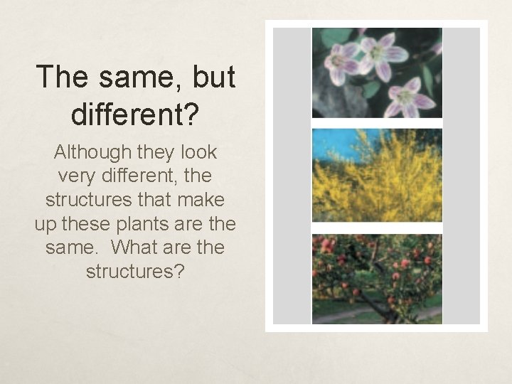 The same, but different? Although they look very different, the structures that make up