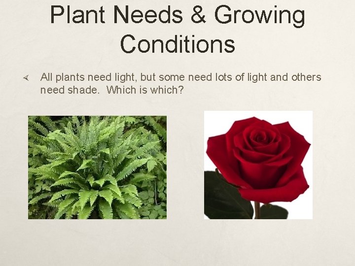 Plant Needs & Growing Conditions All plants need light, but some need lots of