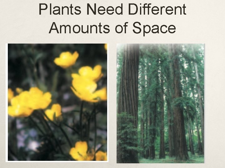 Plants Need Different Amounts of Space 