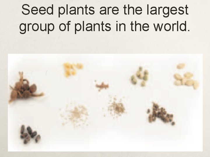 Seed plants are the largest group of plants in the world. 