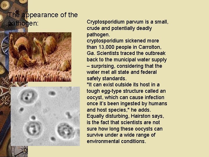 The appearance of the pathogen: Cryptosporidium parvum is a small, crude and potentially deadly