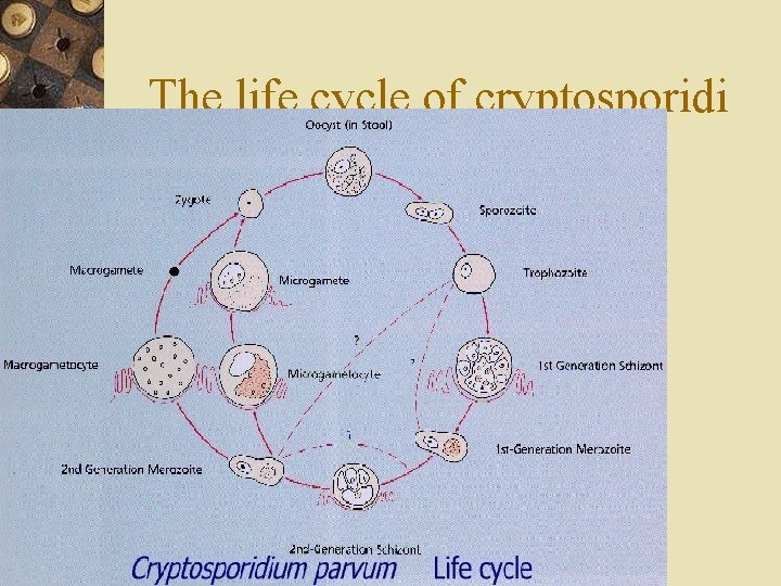 The life cycle of cryptosporidi 