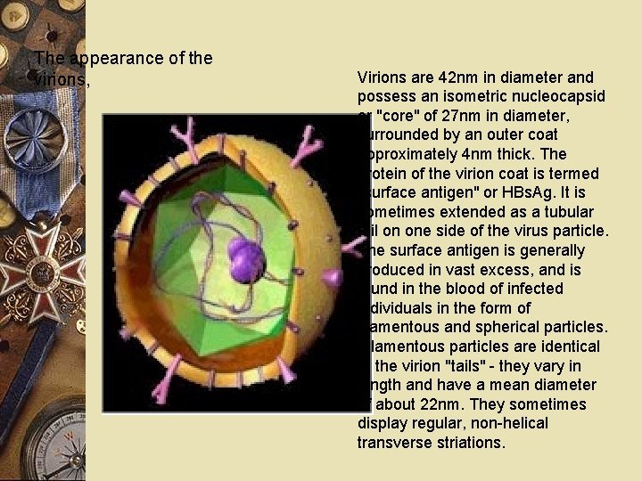 The appearance of the virions, Virions are 42 nm in diameter and possess an