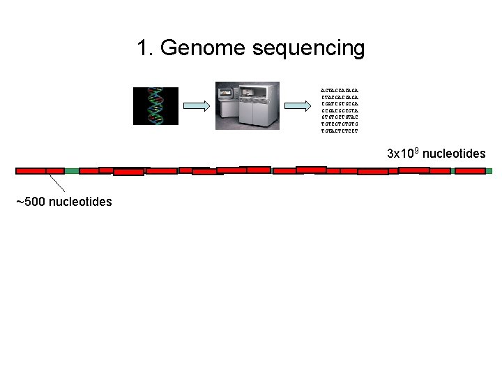 1. Genome sequencing AGTAGCACAGA CTACGACGAGA CGATCGTGCGACGGCGTA GTGTGCTGTAC TGTCGTGTGTG TGTACTCTCCT 3 x 109 nucleotides ~500