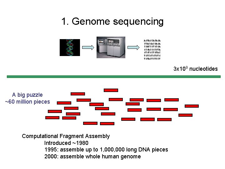 1. Genome sequencing AGTAGCACAGA CTACGACGAGA CGATCGTGCGACGGCGTA GTGTGCTGTAC TGTCGTGTGTG TGTACTCTCCT 3 x 109 nucleotides A