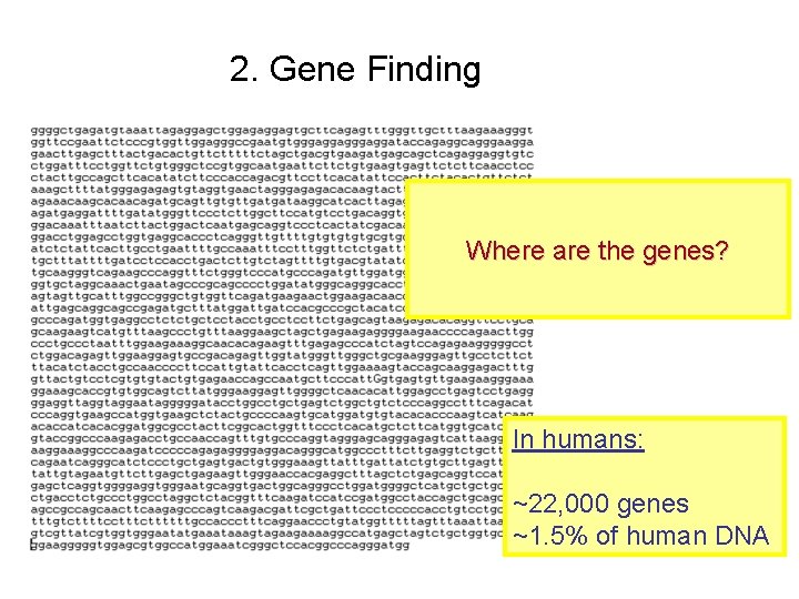 2. Gene Finding Where are the genes? In humans: ~22, 000 genes ~1. 5%