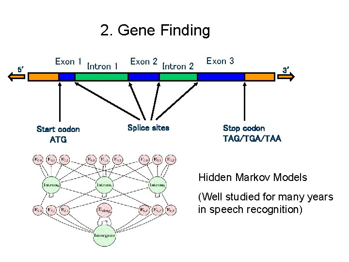 2. Gene Finding 5’ Exon 1 Intron 1 Start codon ATG Exon 2 Intron