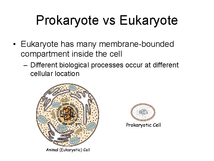 Prokaryote vs Eukaryote • Eukaryote has many membrane-bounded compartment inside the cell – Different