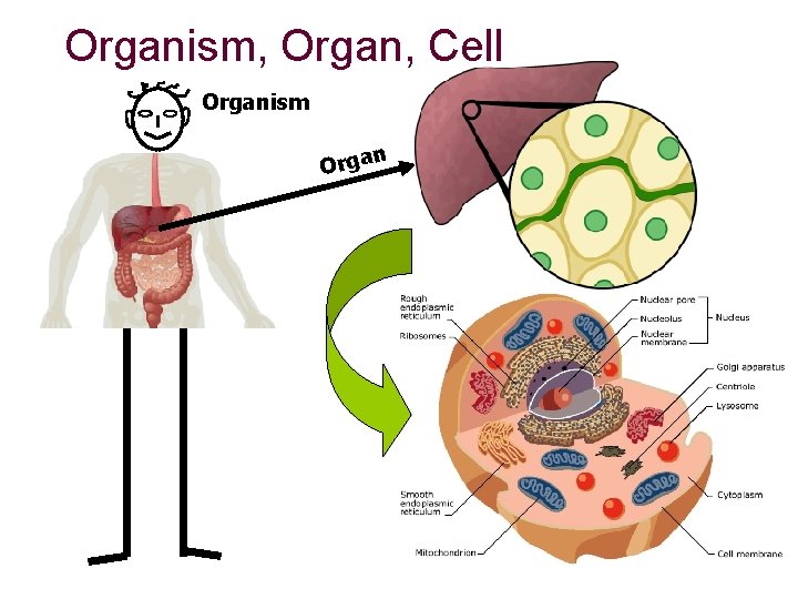 Organism, Organ, Cell Organism n Orga 