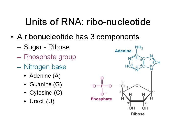 Units of RNA: ribo-nucleotide • A ribonucleotide has 3 components – Sugar - Ribose