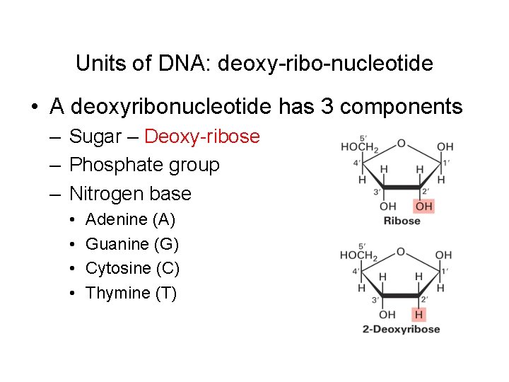 Units of DNA: deoxy-ribo-nucleotide • A deoxyribonucleotide has 3 components – Sugar – Deoxy-ribose