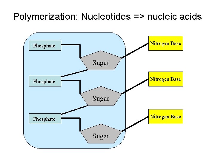 Polymerization: Nucleotides => nucleic acids Nitrogen Base Phosphate Sugar 