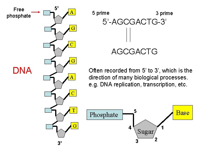 Free phosphate 5’ A G C 5 prime 3 prime 5’-AGCGACTG-3’ AGCGACTG G DNA