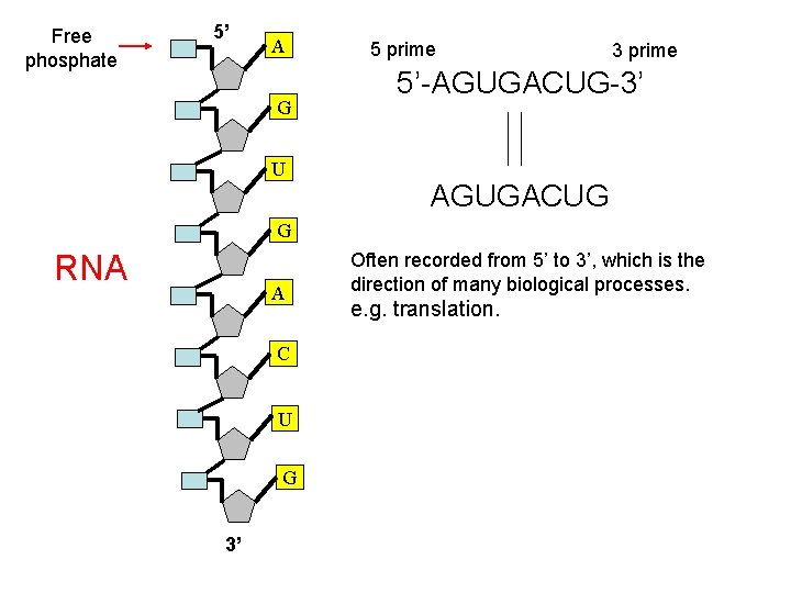 Free phosphate 5’ A G U 5 prime 3 prime 5’-AGUGACUG-3’ AGUGACUG G RNA
