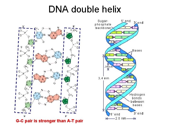 DNA double helix G-C pair is stronger than A-T pair 